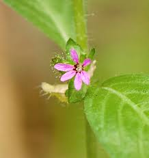 Image result for Cuphea carthagenensis