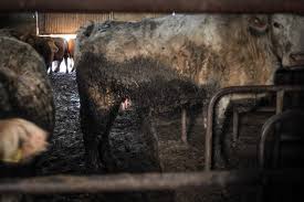 We have a 275 words per page policy and offer free bibliography, title page, and table of contents; The Shocking Truth About Factory Farming Medium