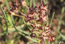 Image result for Parapodium costatum