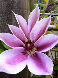 Check spelling or type a new query. Learn When To Prune Clematis Garden Mentors