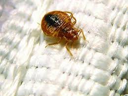 Recent pest control reviews in dayton. Reason S You Should Have Monthly Pest Control Services