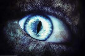 Half Human Werewolves Werewolf Eyes Werewolf Aesthetic Werewolf