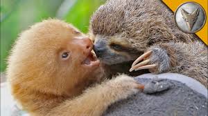 You can buy a sloth as a pet from either brokers or breeders, brokers being the most common one you will find. Sloth Vs Sloth Youtube