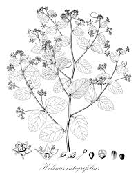 Image result for Lasiodiscus pervillei