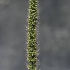 Image result for Setaria lindenbergiana