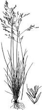 Image result for Eragrostis caespitosa
