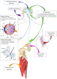 Image result for Gold 1996 AAV