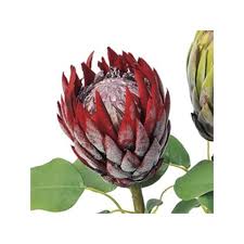 造花 アスカ プロテア レッド A 32746 002 造花葉物 フェイクグリーン 多肉植物 051 16526 はなどんやアソシエ 通販 Yahoo ショッピング 南国 花 多肉植物 アスカ