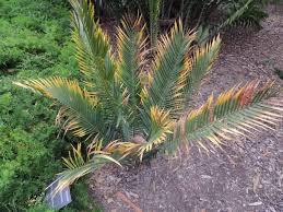 Image result for Encephalartos umbeluziensis