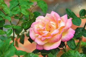 There are 171430 yellow roses pink for sale on etsy, and they cost $20.04 on average. Pink With Yellow Rose Beautiful Rose Blooming In The Garden Stock Photo Picture And Royalty Free Image Image 75228233