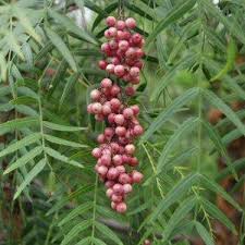 Image result for Schinus molle