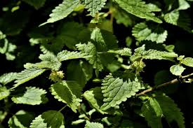 Image result for Droguetia iners