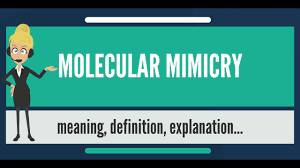 To copy the way in which a particular person usually speaks and moves, usually in order to make…. What Is Molecular Mimicry What Does Molecular Mimicry Mean Molecular Mimicry Meaning Youtube