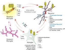 Well i can't really answer how they work together to maintain homeostasis. Neuroimmune System Wikipedia