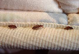 The online training series designed for pest management professionals and businesses features bed bug biology and behavior. Toronto Tops List Of Worst Cities For Bed Bugs In 2020 Ctv News