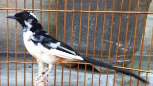 Kelebihan murai batu malaysia adalah mampu menirukan suara burung lainnya, sehingga mudah untuk di master dan mampu memiliki banyak variasi kicauan dengan cepat. 15 Jenis Murai Batu Indah Bagus Berbagai Daerah Indonesia Dunia