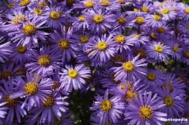 China aster, china asters, china aster flowers. Aster Plant Care How To Grow And Care For This Flower Plantopedia