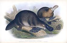 Platypus Wikipedia Platypuses live in only one, small area of the world. platypus wikipedia