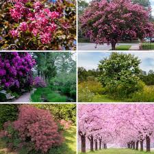 Check spelling or type a new query. 25 Longest Blooming Trees And Shrubs For Your Garden Diy Crafts