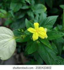 Image result for Pseudomussaenda