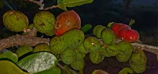 Image result for Hexalobus monopetalus