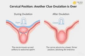 Image result for cervix position