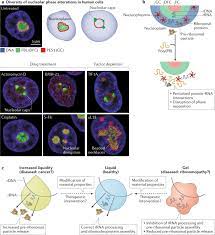 The cells are divided into two parts depending upon the presence of the lysosomes are tiny sacs filled with fluid containing various enzymes. The Nucleolus As A Multiphase Liquid Condensate Nature Reviews Molecular Cell Biology