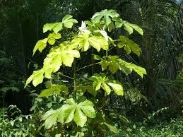 Image result for Cecropia