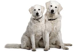 Puppies for sale in austin, tx. Kuvasz Puppies For Sale In Austin Texas Adoptapet Com