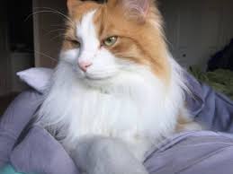 Adopting a cat from norwegian forest cat rescue or a shelter. Our Awesome Norwegian Forest Cat Rescue Thriving Cat