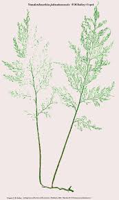 Image result for Vandenboschia