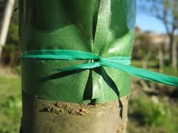 Poser Une Bande De Glu Arbre Fruitier Fruitier Arbres Et Arbustes