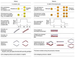 Comparison Between Mitosis And Meiosis Mitosis Y Meiosis Mitosis Ensenanza Biologia