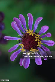 35 Zinia Stock Photos, High-Res Pictures, and Images - Getty Images