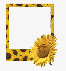 ♥︎artists links♥︎ ☆rex orange county☆youtube: Download Polaroid Frame Flower Sunflower Sunflowers Aesthetic Polaroid Film Frame Png Png Image With No Background Pngkey Com