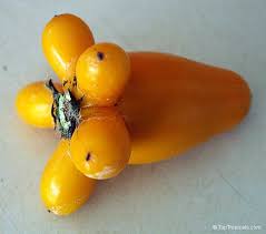 Image result for Solanum mammosum