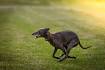 The 10 Fastest Dog Breeds On Earth - iHeartDogs