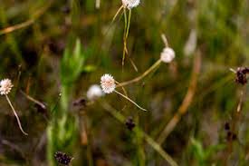 Image result for Ascolepis capensis