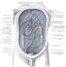 While these are the same elements which make up the pulmonary and cardiac exams, they are performed here in a slightly different order (i.e. Anatomy Of The Peritoneum The Lecturio Medical Online Library
