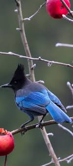 Birds Of A Feather 2019 A Beautiful Stellar Jay Funny Bird Pictures Bird Pictures Love Birds Painting