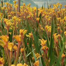 Image result for Anigozanthos