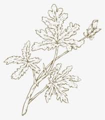 Check spelling or type a new query. Geraniums Drawing Oak Leaf Floral Design Png Image Transparent Png Free Download On Seekpng