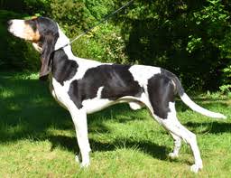 Image result for lucernský honič