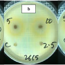 Image result for Vernonia fractiflexa