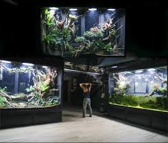 I Connected My Three Giant Vivariums Together and It Changed Everything!  The Season 4 Finale of my Ecosystem Vivarium Series just uploaded to my  channel, and it is definitely a must-watch! I