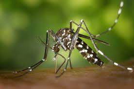 When you partner with triangle pest control for mosquito treatments in durham, you can expect the following Pest Control Tips For Surviving Mosquito Season Mosquito Control
