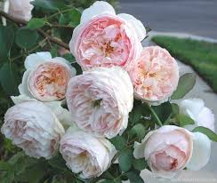 David austin roses vs peonies. Evelyn Rose Photo Rose Evelyn Rose David Austin Roses