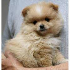 Pomeranian Hair Cutspomeranian Haircut Styles Itweenfashion Com Pomeranian Puppy For Sale Pomeranian Puppy Puppies