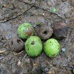 Image result for Antrocaryon