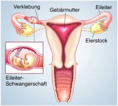 Tag datieren, während die einnistung dann um den 19. Einnistung Erklart Funktion Aufgabe Krankheiten Storung Krank De